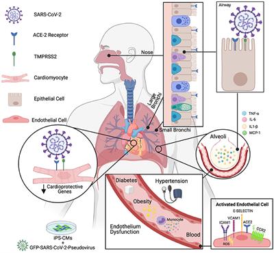 Editorial: Covid-19 Mechanisms on Cardio-Vascular Dysfunction: From Membrane Receptors to Immune Response